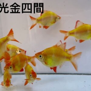 螢光綠金四間