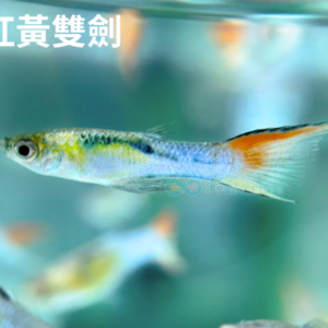 綜合孔雀 買4送1
