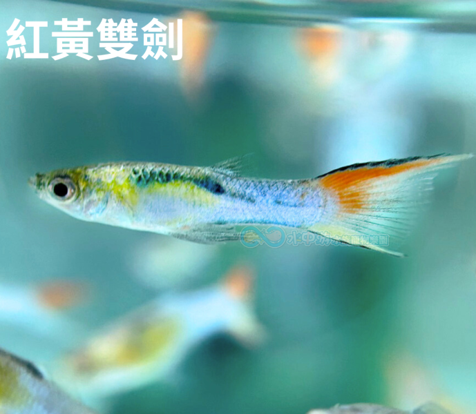 a6b83647b5b6c7b23a1e0b7b1a0ad31d.png a6b83647b5b6c7b23a1e0b7b1a0ad31d.png