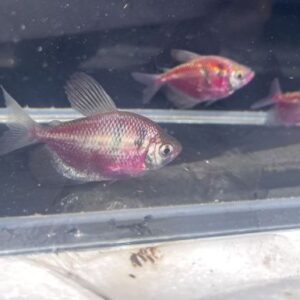 虎紋磚魚(缺貨顏色會隨機出)