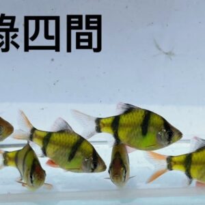 螢光綠四間