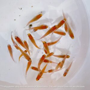 美達卡-粉紅稻田魚