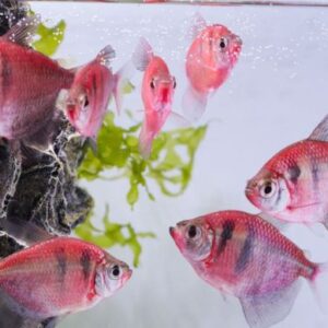 虎紋磚魚(缺貨顏色會隨機出)