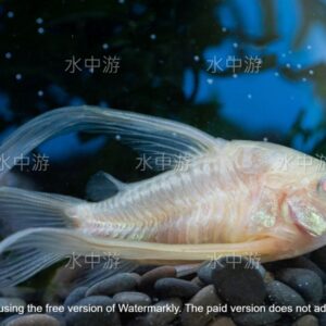 大帆白鼠