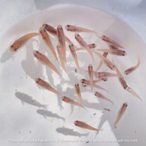 美達卡-銀河稻田魚