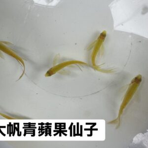 大帆仙子魚(顏色在選項內)