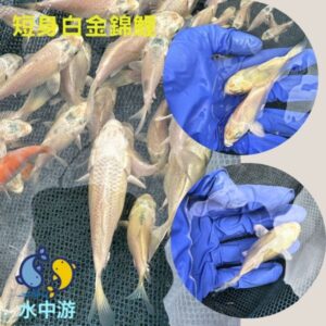 短身白金錦鯉
