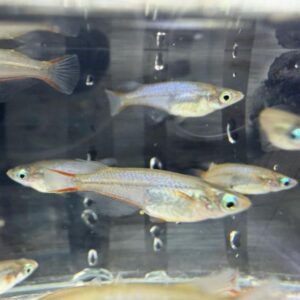 七彩霓虹稻田魚