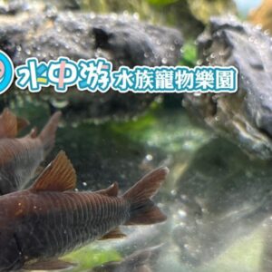 黑鼠