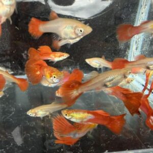 佛朗明哥孔雀魚