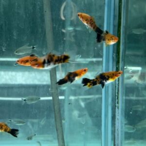 五花劍魚