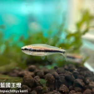 藍國王燈