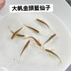大帆仙子魚(顏色在選項內)
