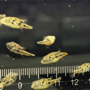 巧克力娃娃魚(吃扁螺)