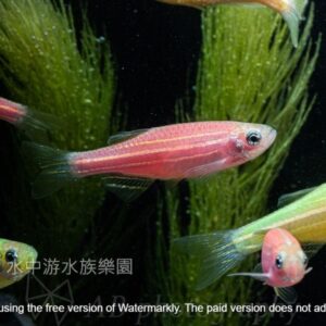 各色 仙子魚 斑馬魚