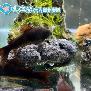 黑鼠