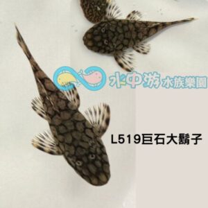 L519巨石大鬍子異形
