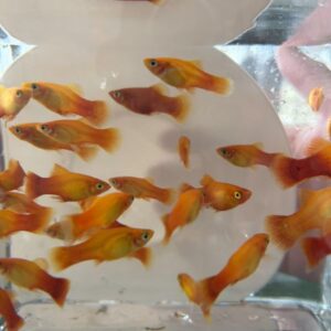 黃金太陽