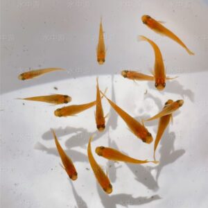 美達卡-楊貴妃稻田魚