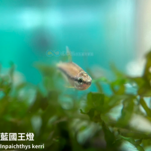 藍國王燈