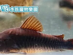 黑鼠