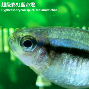 超級彩虹藍帝燈