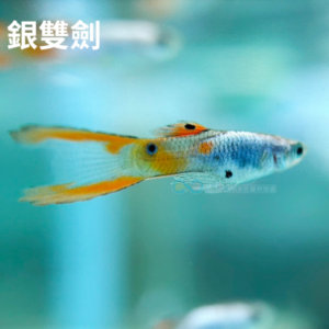 綜合孔雀 買4送1