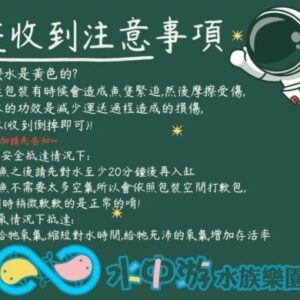白球