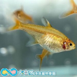 噴火燈