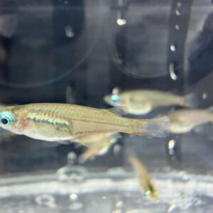 七彩霓虹稻田魚