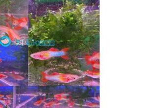 日本紅藍雙劍孔雀