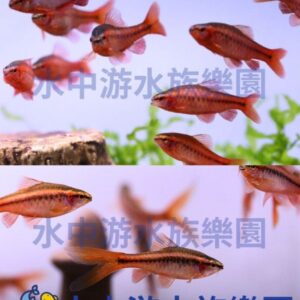 櫻桃燈/大帆櫻桃燈