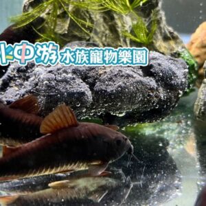 黑鼠