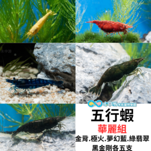 五行蝦套組