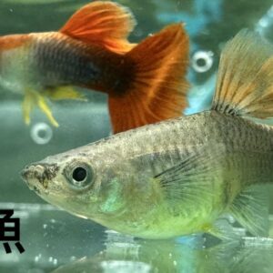 巴西紅扇孔雀魚