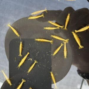 粗金背黃金米蝦