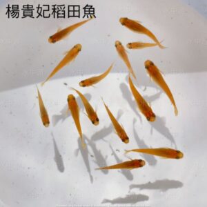 美達卡-楊貴妃稻田魚