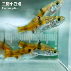 三間小丑燈