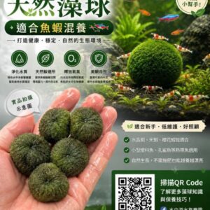 Marimo綠藻球
