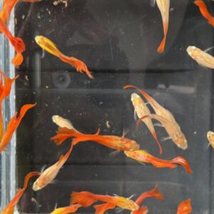 佛朗明哥孔雀魚
