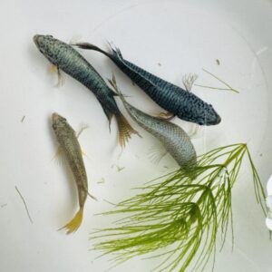 藍蛇紋彩兔