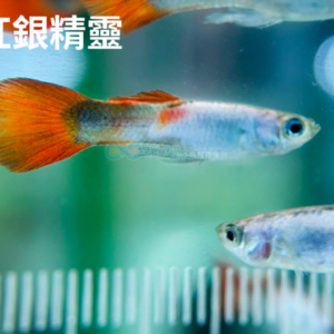 綜合孔雀 買4送1