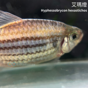 艾瑪燈