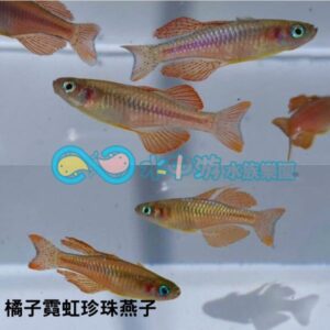 橘子霓虹珍珠燕子