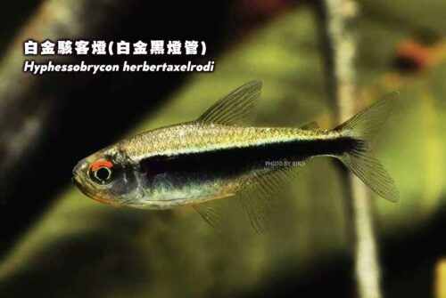 wowfish-fb-chiang-01-1
