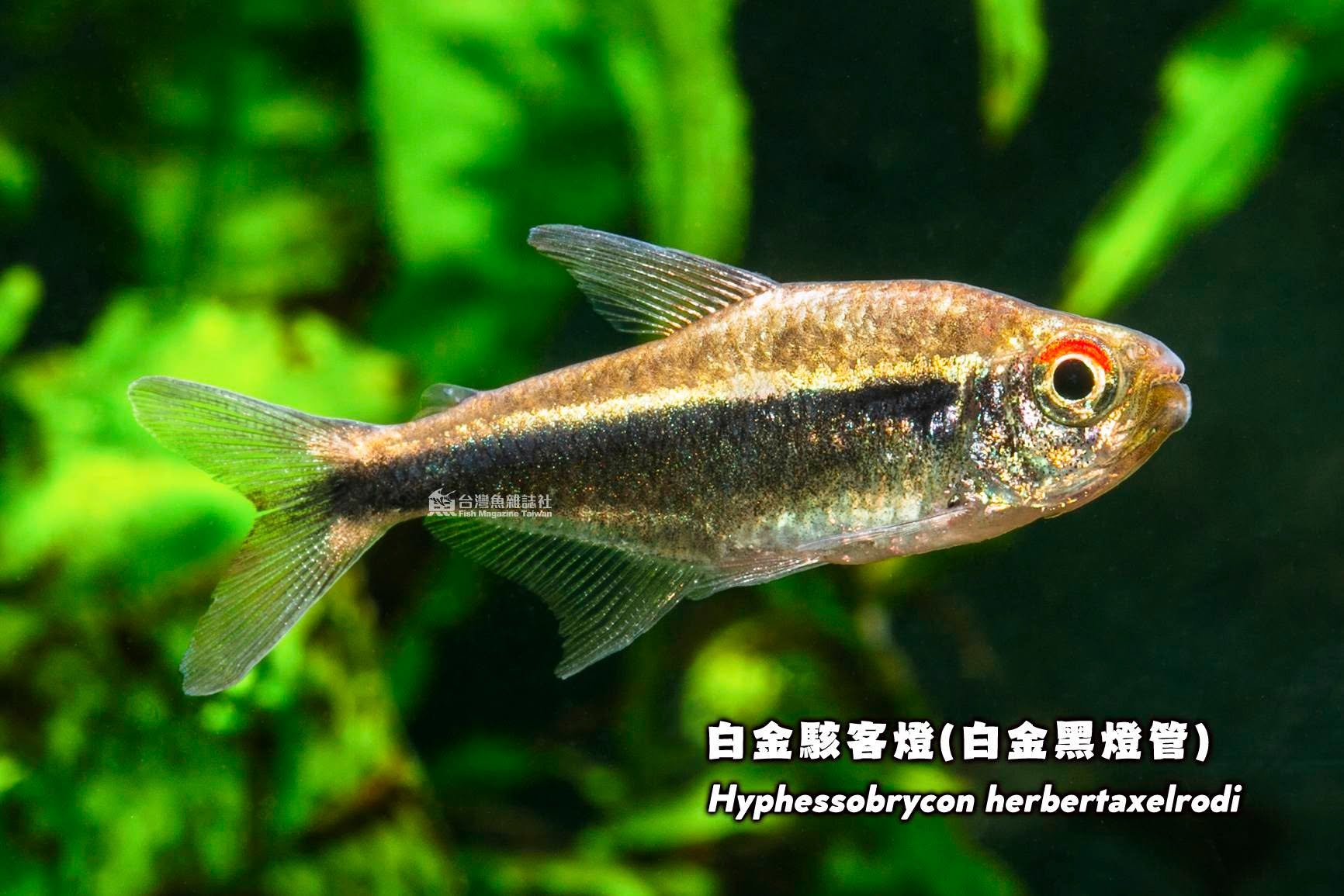 白金駭客燈（白金黑燈管）