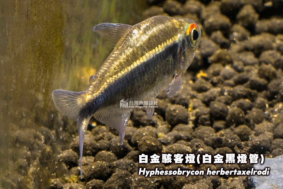 白金駭客燈（白金黑燈管）