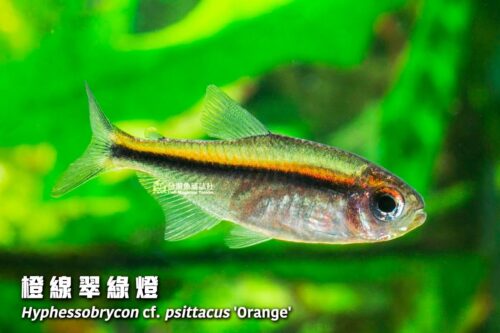 wowfish-fb-chiang-02-1