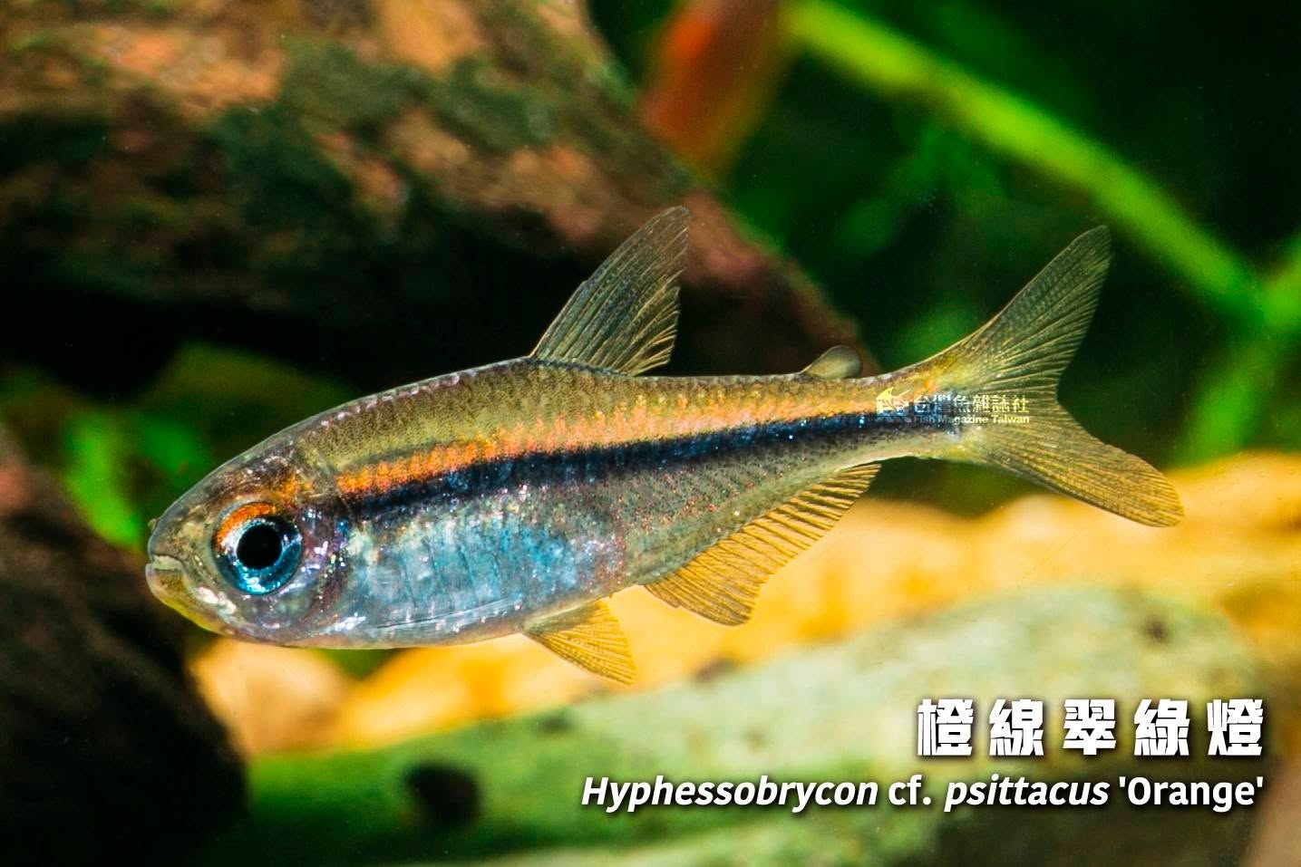 橙線翠綠燈