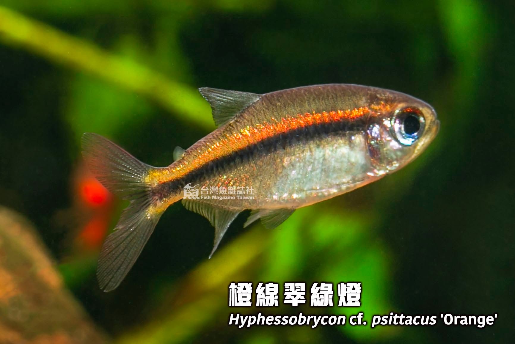橙線翠綠燈